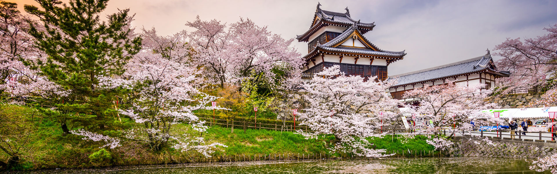 The Japanese Cherry Blossom