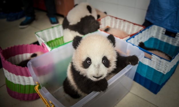 Panda cub in Chengdu