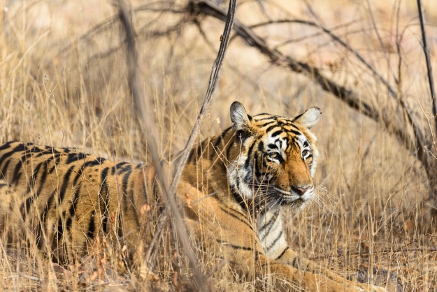 Tigers in Ranthambore India
