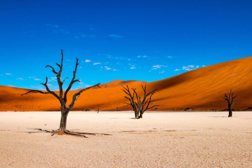 View of skeletal trees in a salt pan backed by orange sand dunes and blue sky.