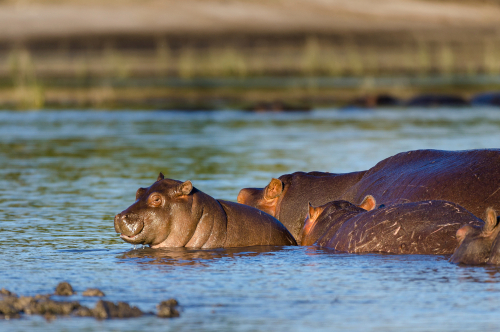 Close up view of young hippo in the shallows of a river, with partial views of two adult hippos behind it. 