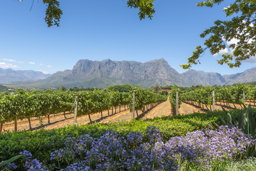 Looking down rows of vines in South Africa's Cape Winelands with hazy looking mountains in the background.