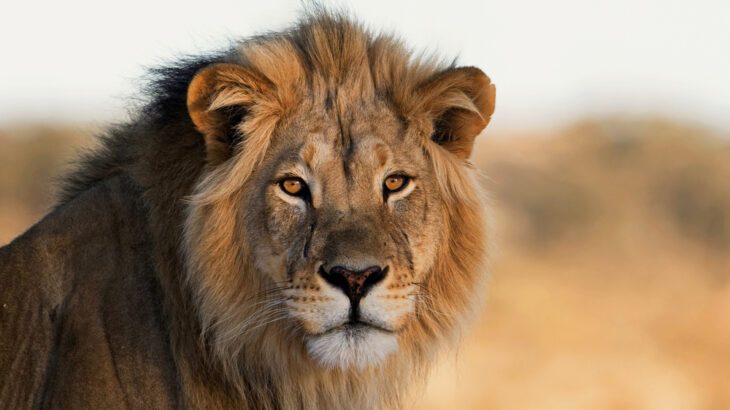 A male lion stares directly into the camera