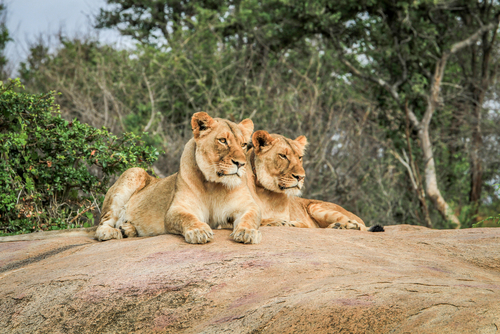 Two female lions sit side by side on a rock looking off into the distance in South Africa's Kruger National Park