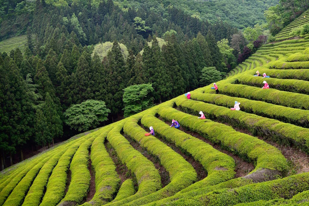 Rows of lush green tea bushes run in horizontal lines down a steep hillside, the coloured clothes of tea pluckers visible along the rows.