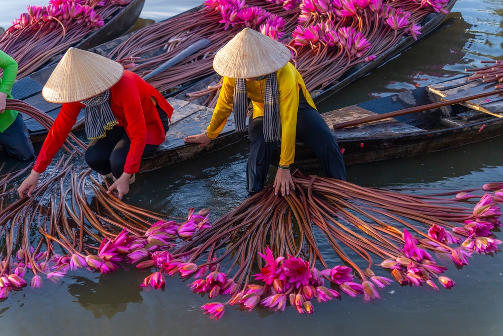 Two women in conical hats harvest long stemmed pink lilies from the water.