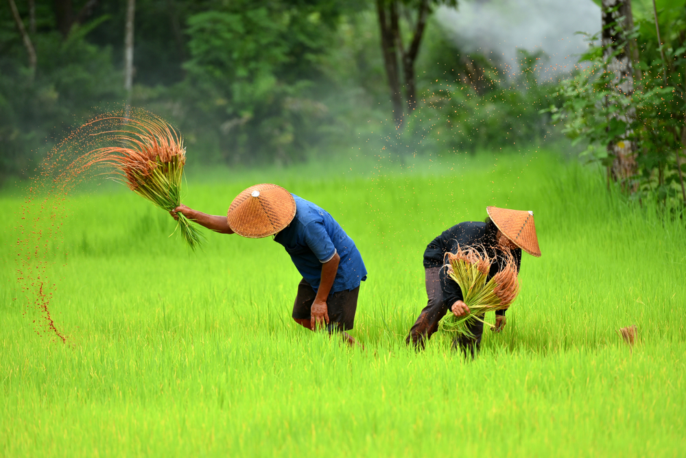 Two farmers in conical hats harvest rice from a vibrant green paddy field.