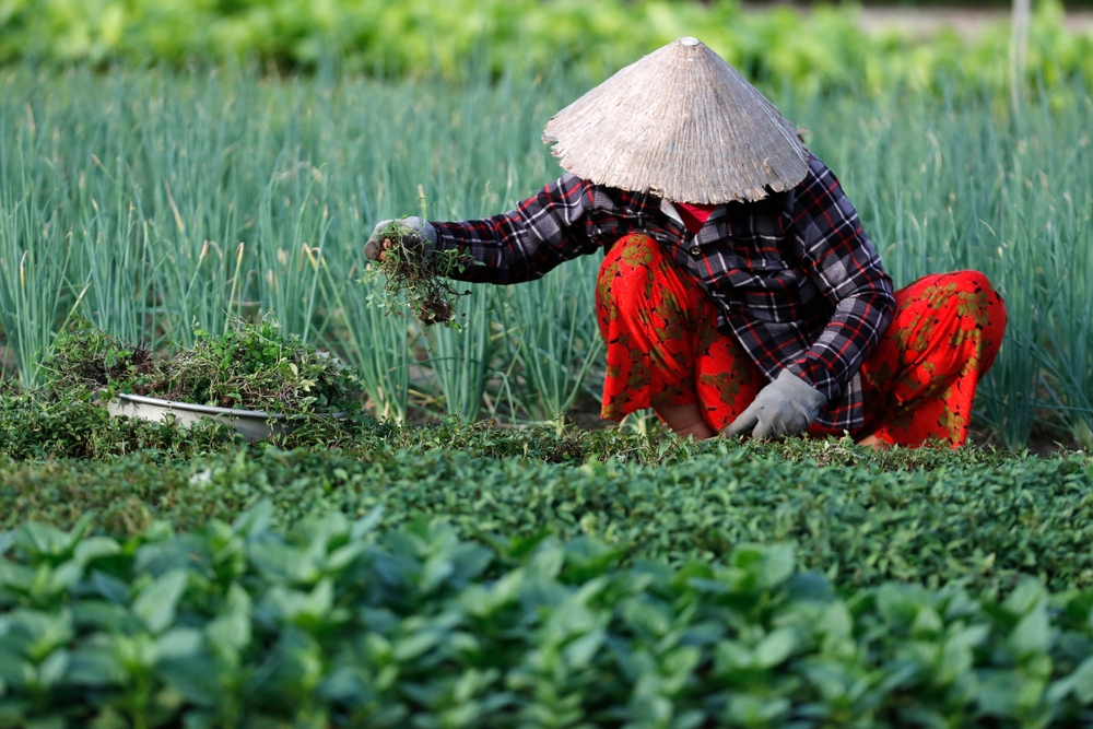 A farmer in a conical hat squats to harvest herbs from a field.