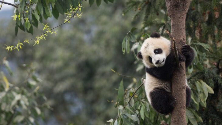 Young panda clinging to a tree trunk at Chengdu Panda Base.