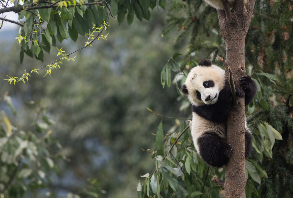 A young giant panda clinging to a tree trunk, looking curiously at the camera, surrounded by green foliage in a natural setting.