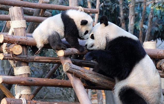Day 17: Pandas