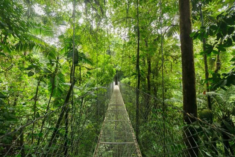 Monteverde Cloudforest