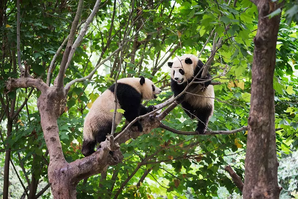 Where is the best region in China to visit the giant pandas?