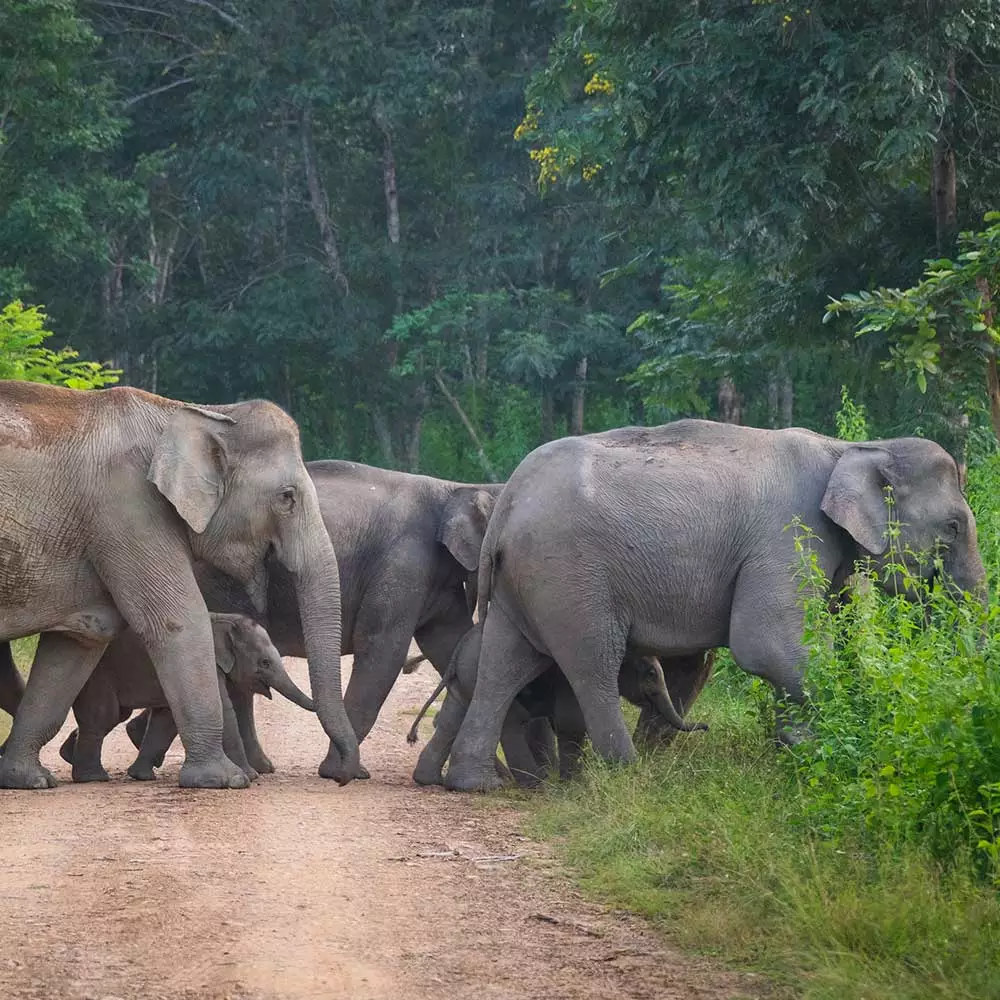 On which of our tours can you spend Christmas morning with elephants?