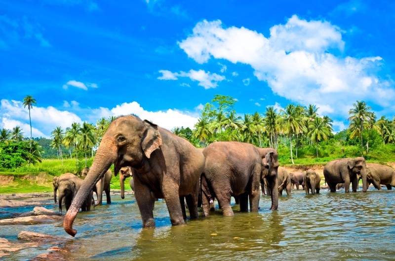 6. Udawalawe National Park, Sri Lanka