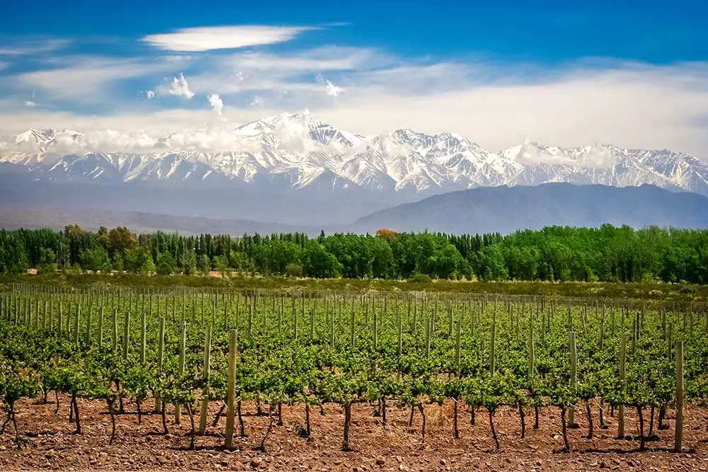 In what country is the Mendoza wine region?