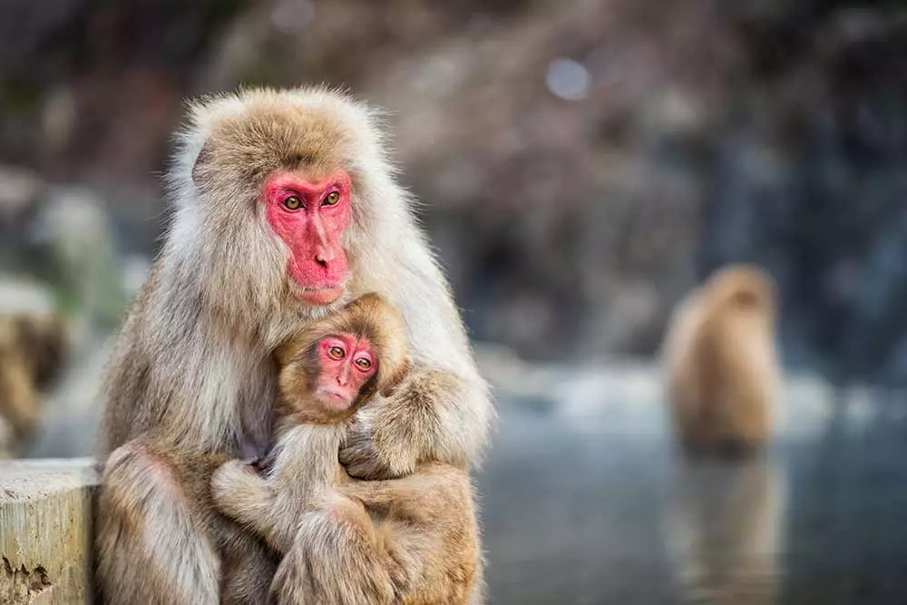 What species are the snow monkeys in Japan?