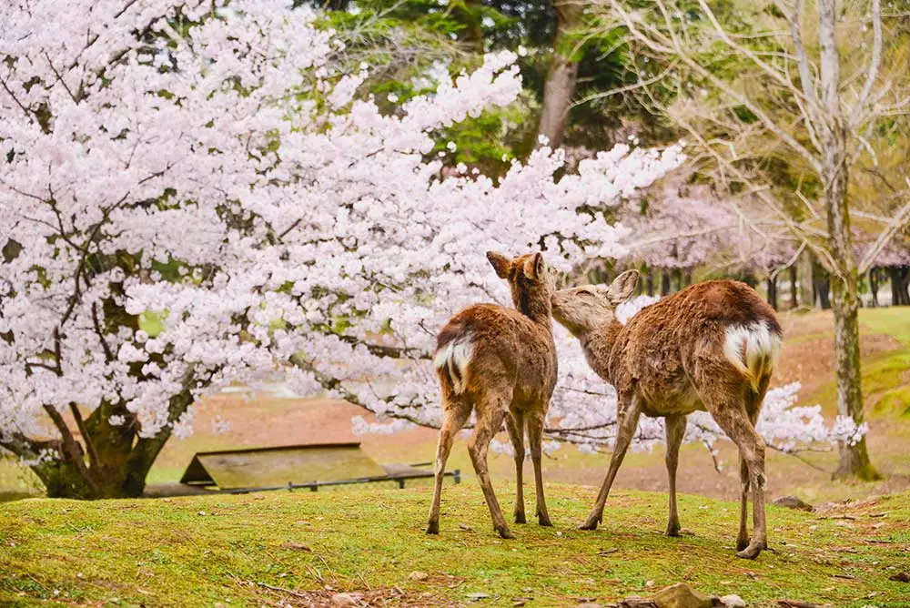 4. Nara