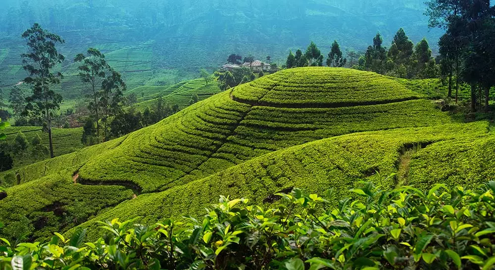 7. Nuwara Eliya, Sri Lanka