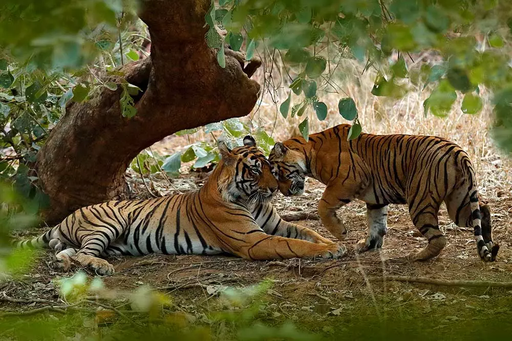 4. Ranthambore National Park, India