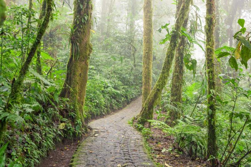Which of these will you find in Monteverde Cloudforest?