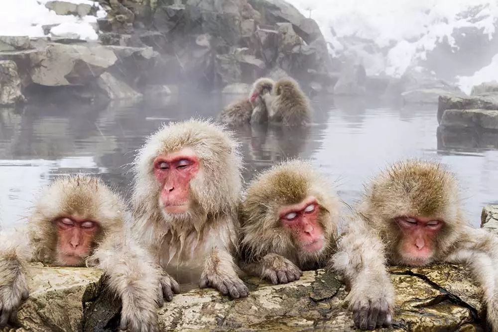 7. Snow Monkeys