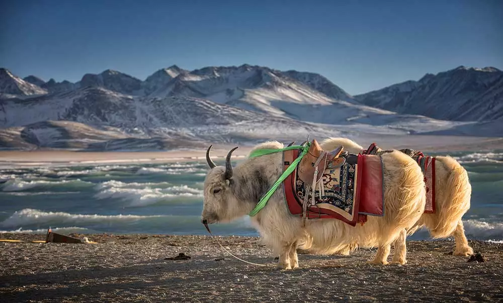 11. Tibet