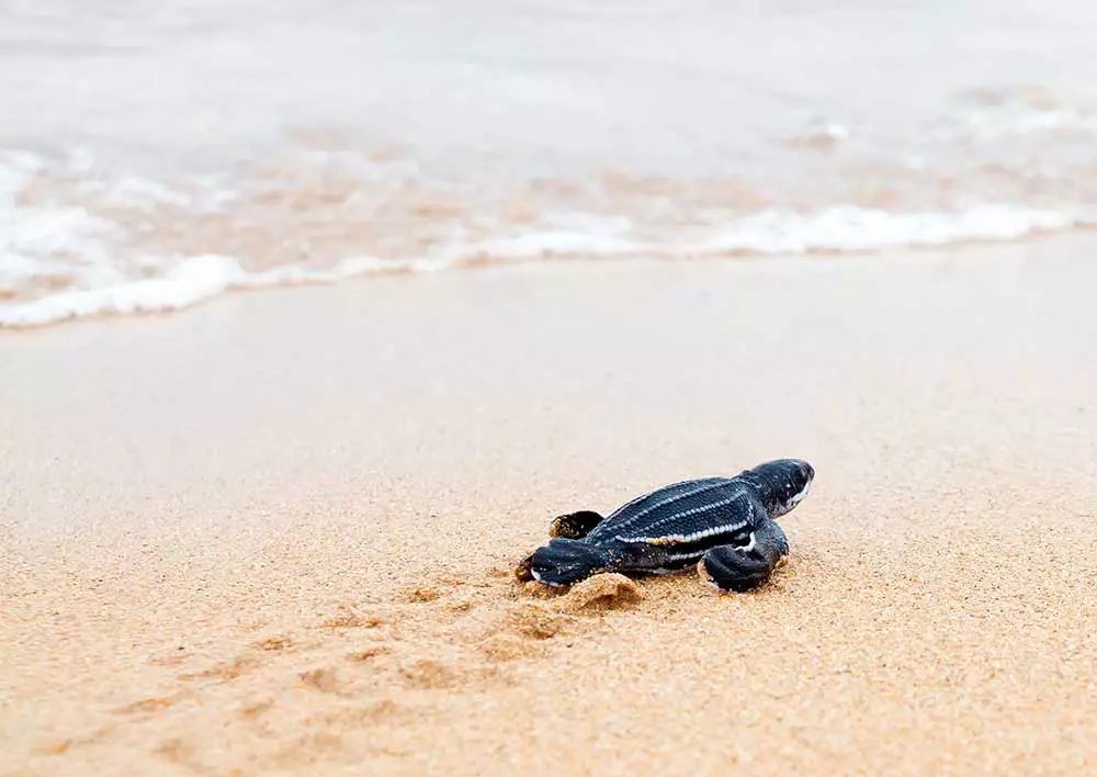 What coastline in Costa Rica can you watch the baby turtles hatch on?