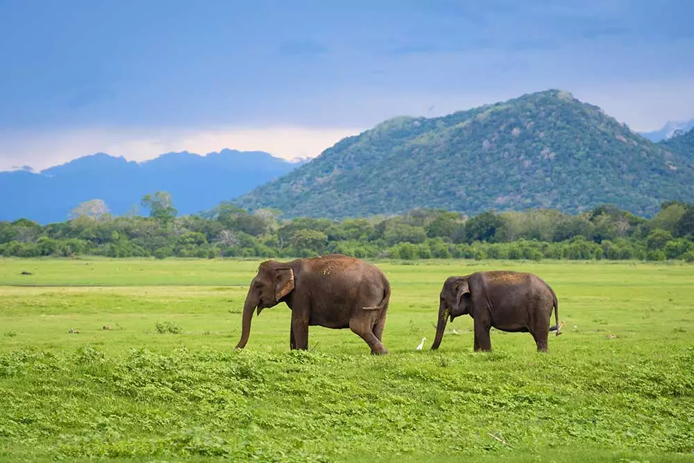 6. Udawalawe National Park, Sri Lanka