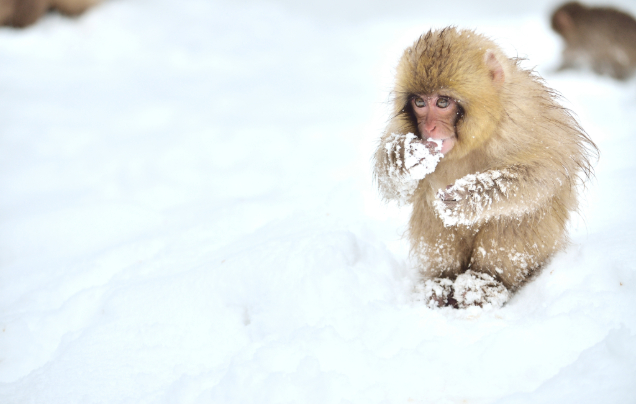 Day 22: Snow Monkeys