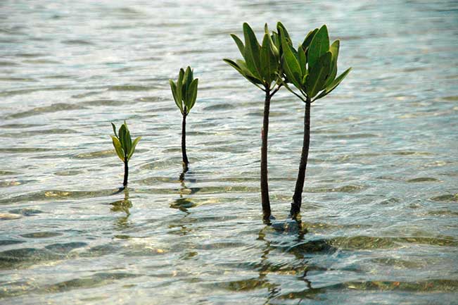 Why not &lsquo;give back&rsquo; by joining a Cambodian eco-project for a day? Journey through a flooded forest by boat, collecting mangrove seeds as you go. Afterwards, head to the coastal fields to plant your seeds, where they&rsquo;ll grow up as part of an essential mangrove forest.