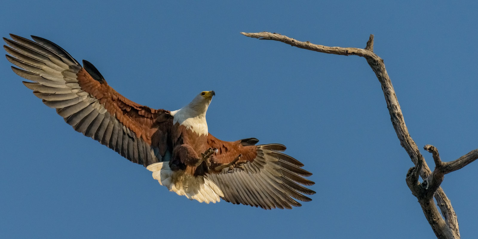 Chobe National Park Holidays