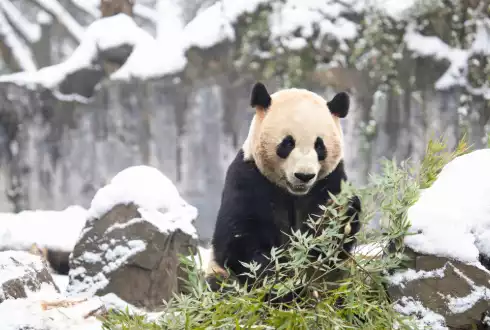 In Pursuit of Pandas - Christmas Special