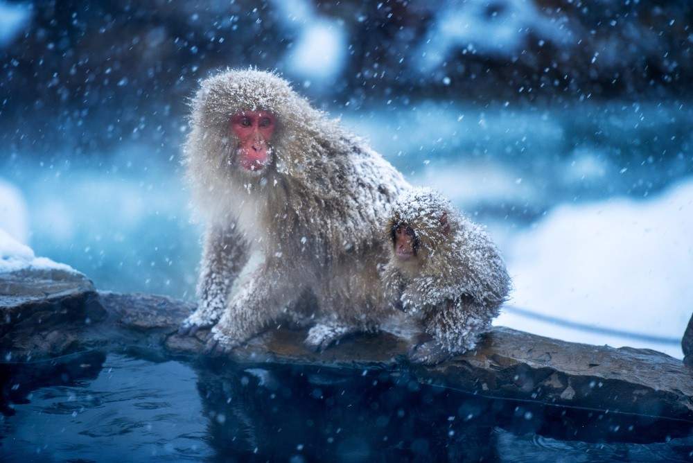 7. Snow Monkeys