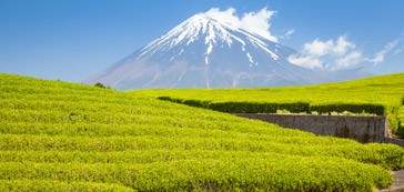 Japan Holidays 2020/2021 | Wendy Wu Tours UK